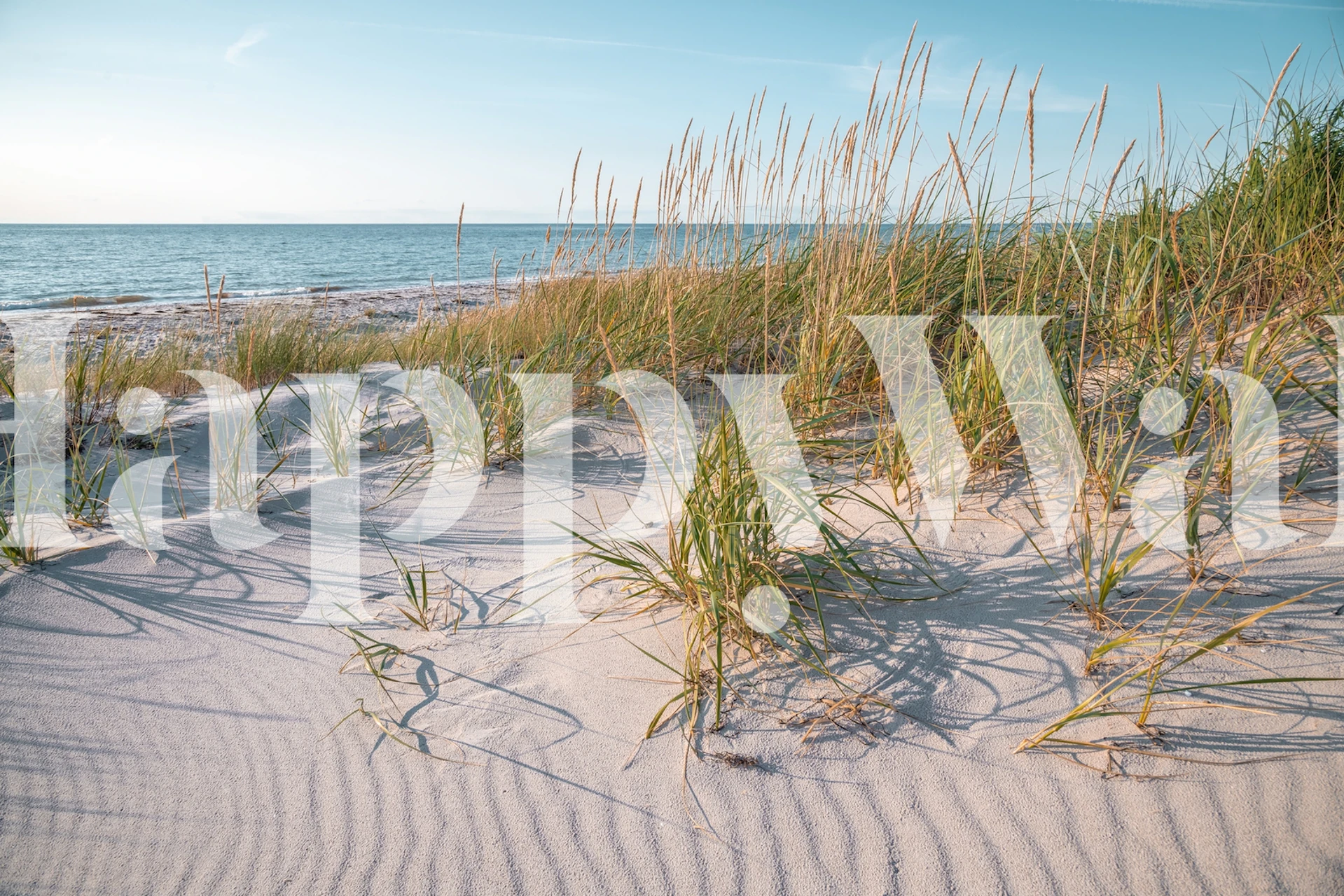 Beach grass on soft sand by the ocean wallpaper