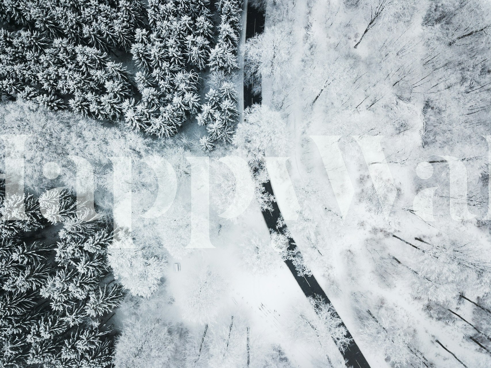 Behang dat een besneeuwd dennenlandschap afbeeldt