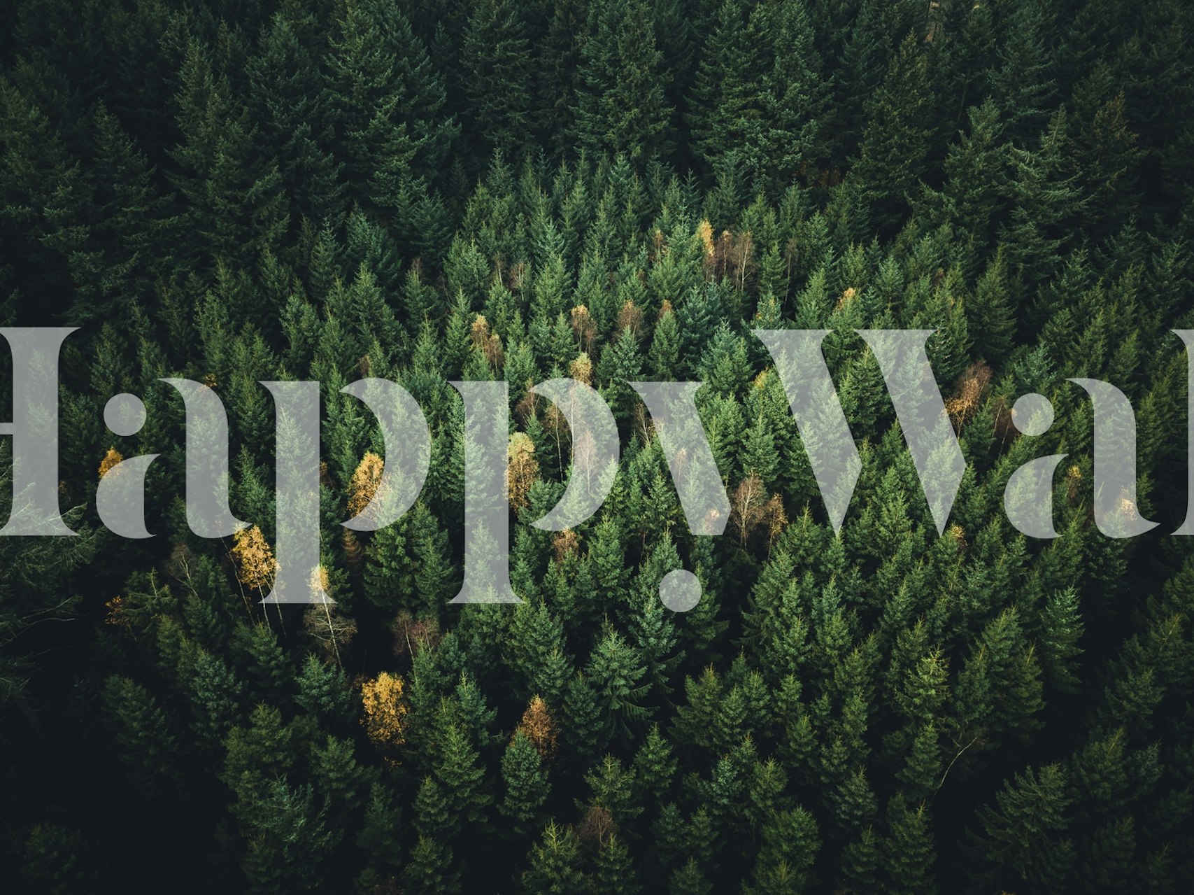 Wall mural of tranquil pine forest with hints of autumn colors