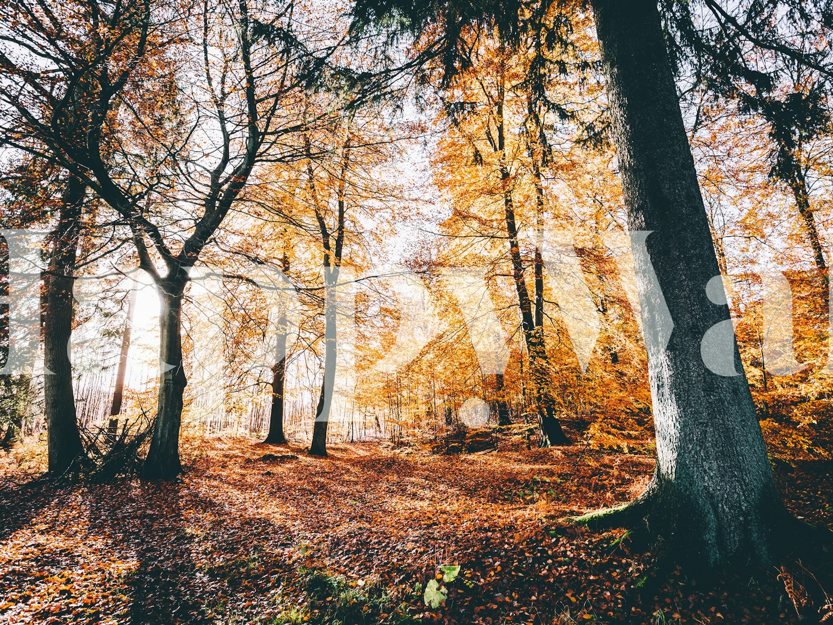 Autumn forest scene with golden leaves and trees wallpaper