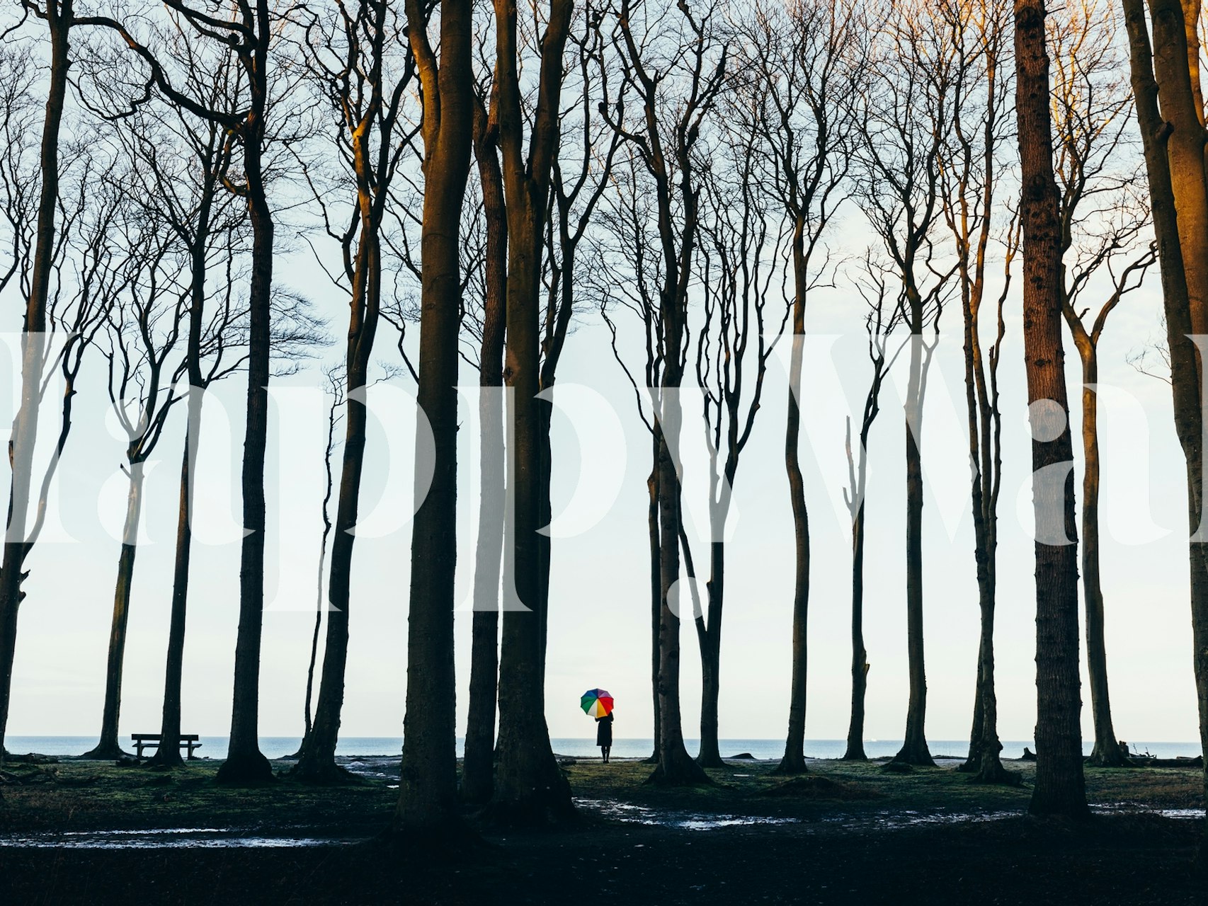 Silhouetted trees in the mystical Gespensterwald against twilight sky wall mural