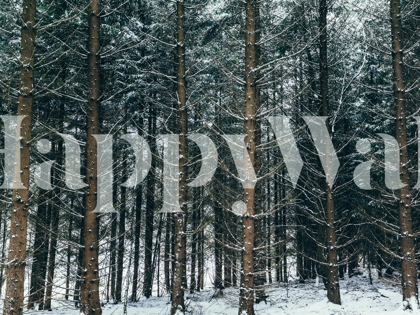 Snowy forest scene with tall trees and white snow wallpaper