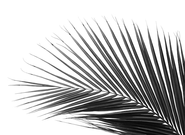 Minimal Palm Leaf Finesse 3