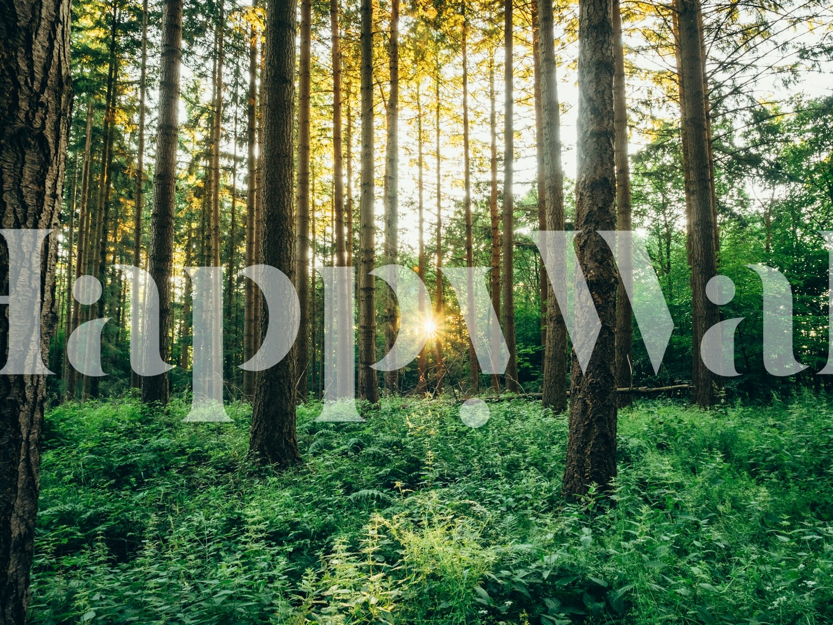 Sticks of Summer tapet i ett rum