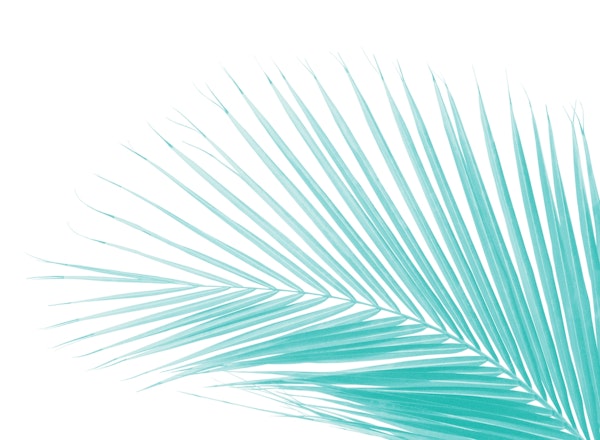 Minimal Palm Leaf Finesse 4