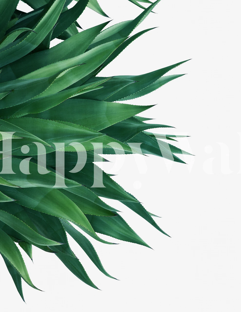 Agave leaves wallpaper in a room