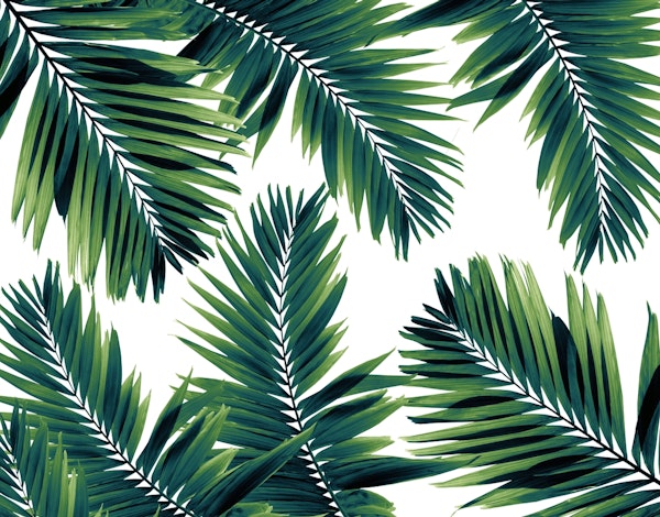 Palm Leaves Dream 1