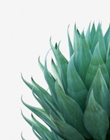 Minimal Agave 1 tapete