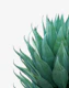 Minimal Agave 1