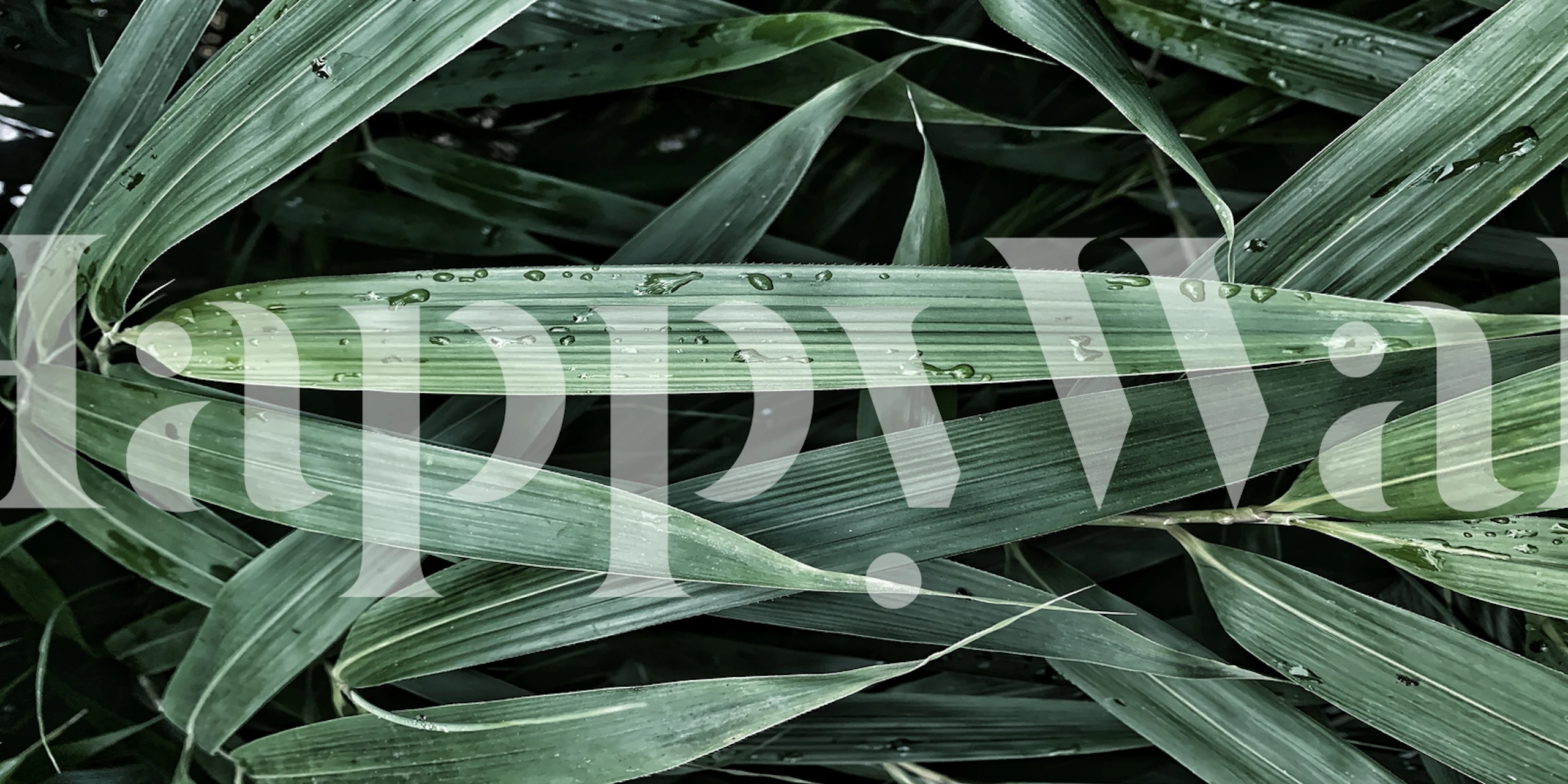 Tropical leaves with water droplets in dark green wallpaper