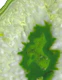 Retro Green Agate 1