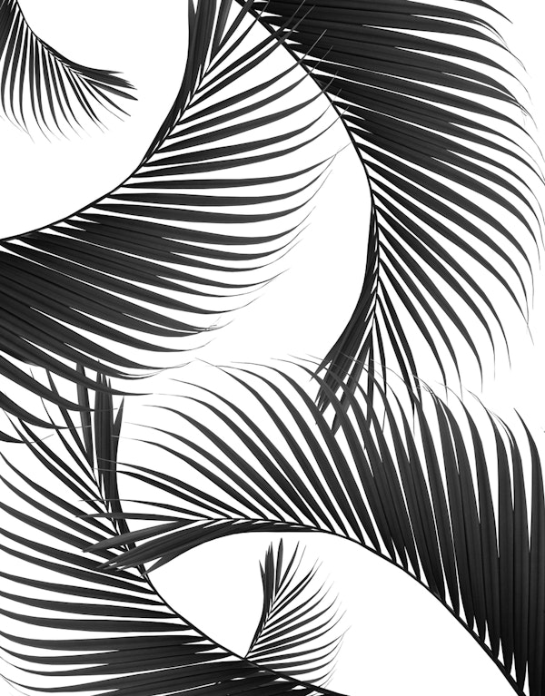 Palm Leaves Delight 1