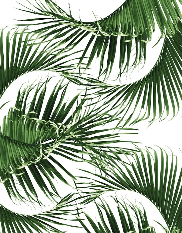 Palm Leaves Summer Delight 1
