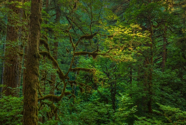 Light In A Dark Forest