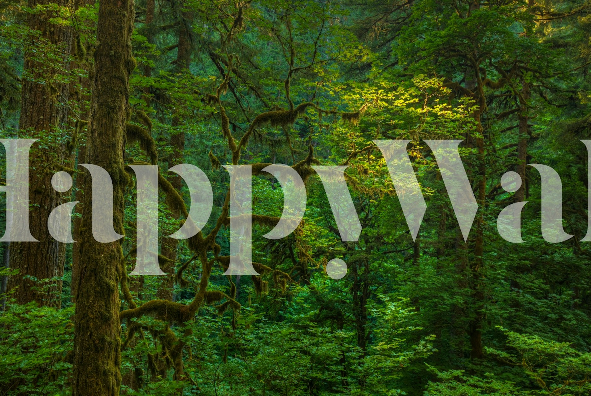 A wall mural depicting a serene forest scene with beams of light filtering through the dense foliage.