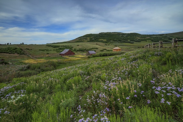 Wildflowers At True Grit Ranch