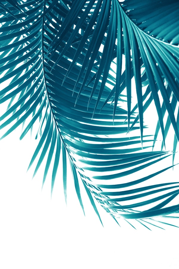 Palm Leaves Teal Blue Vibes 1