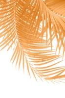 Palm Leaves Marigold Vibes 1 tapete