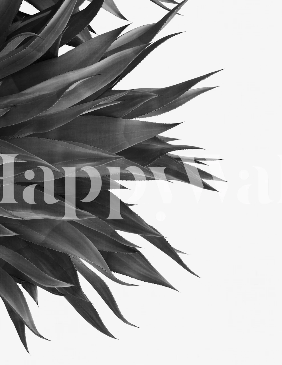 Agave plant in black and white wallpaper