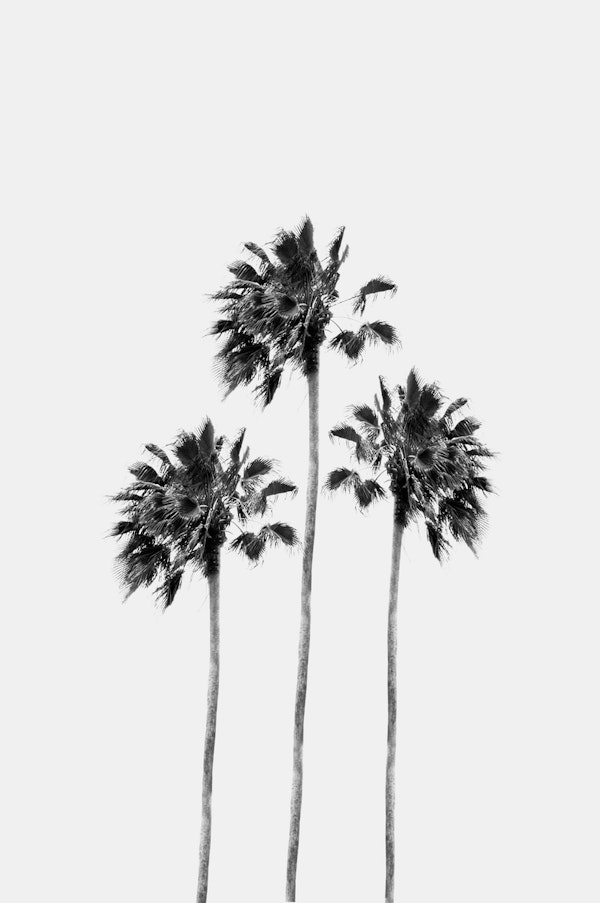 Black White Palm Trio 1a