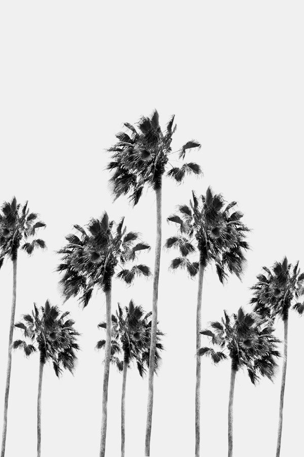 Black White Palm Tree 1a
