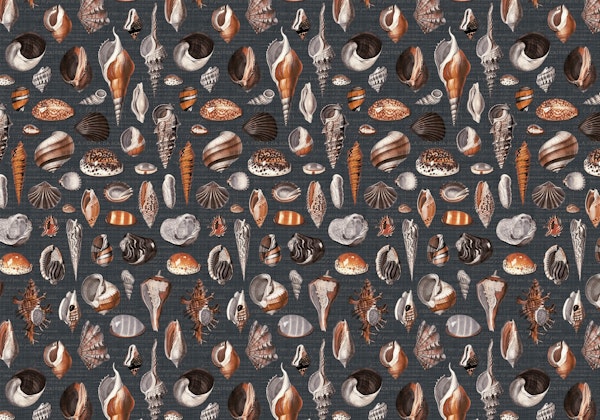 Nautilus charcoal grey rust