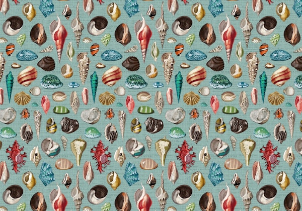 Nautilus multicolor duck blue