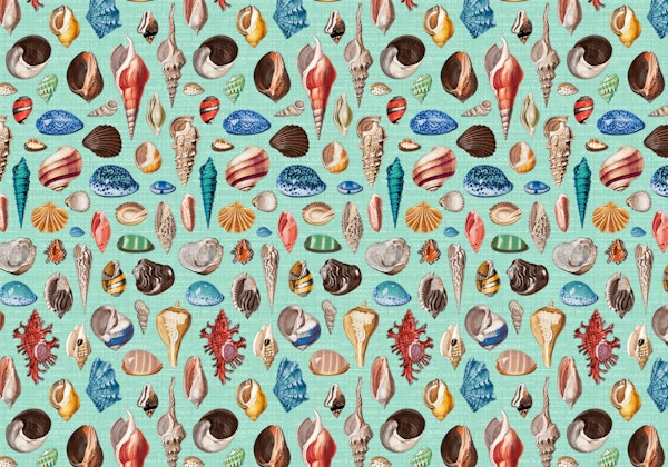 Nautilus multicolor on mint