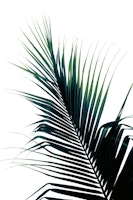 Palm Leaf Green Delight 1 wallpaper