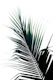 Palm Leaf Green Delight 1