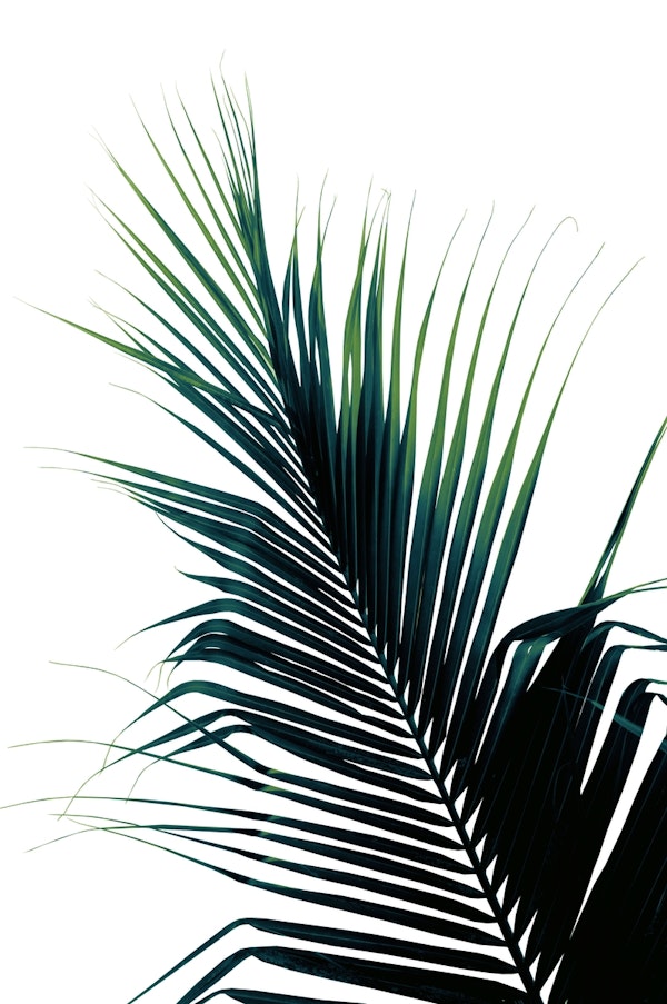 Palm Leaf Green Delight 1
