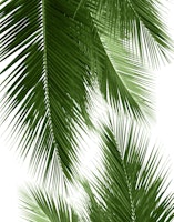 Palm Leaves Vibes 2 tapeta