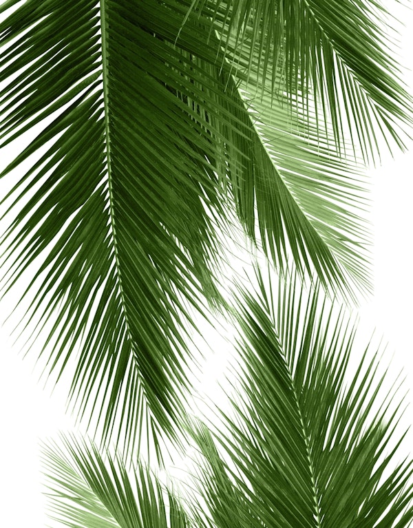 Palm Leaves Vibes 2