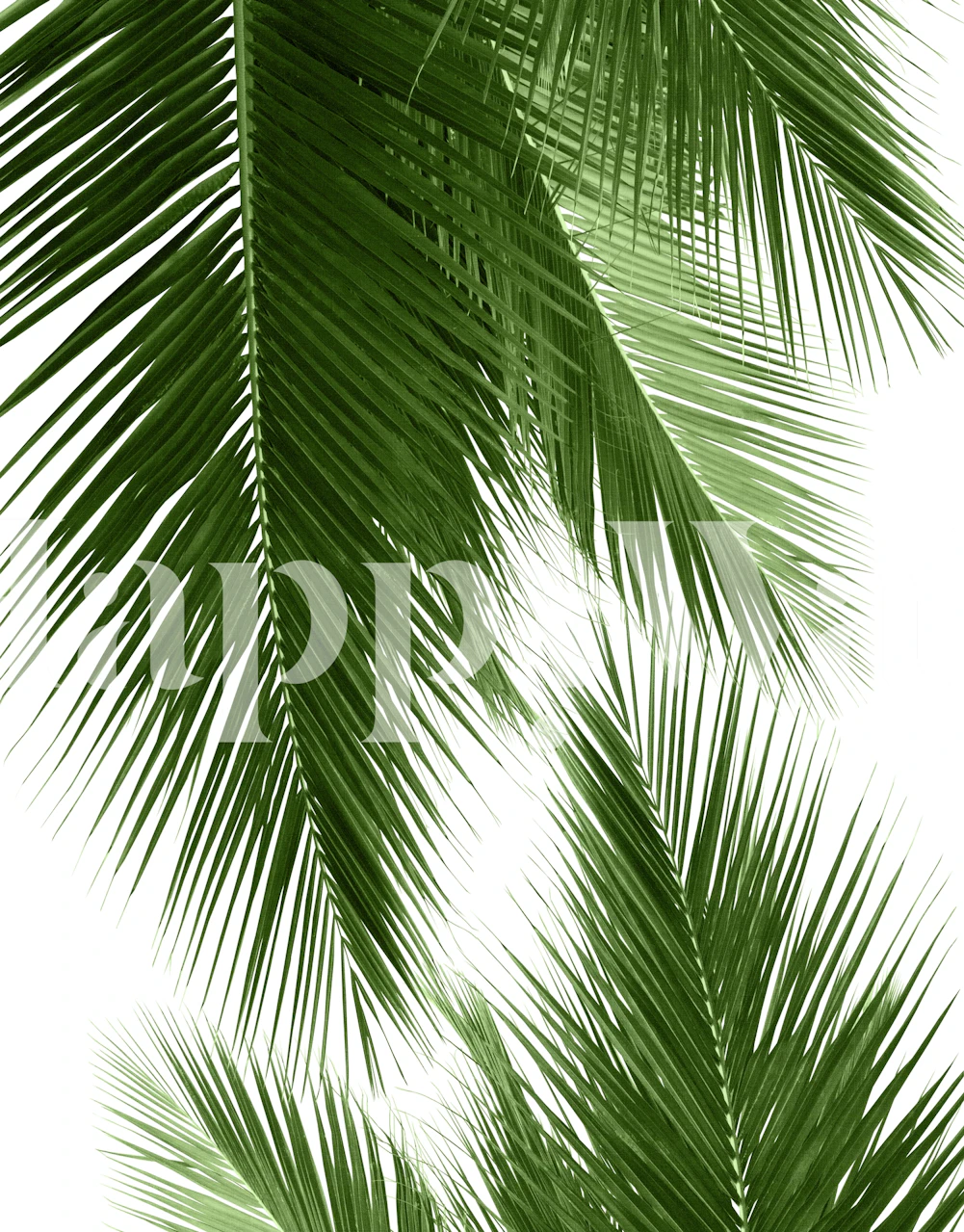 Tropical green palm leaves on a white background wallpaper