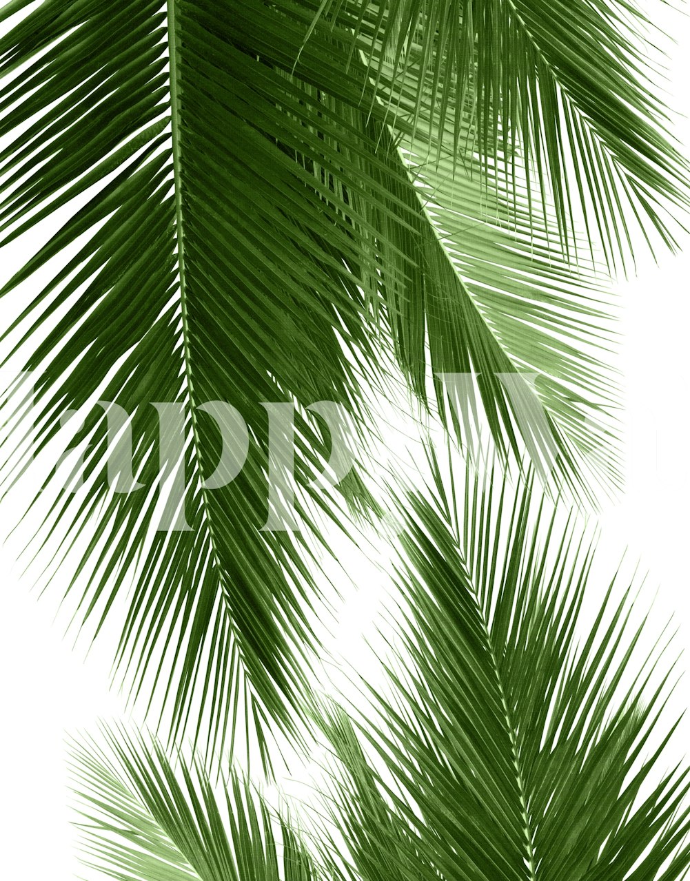Tropical green palm leaves on a white background wallpaper