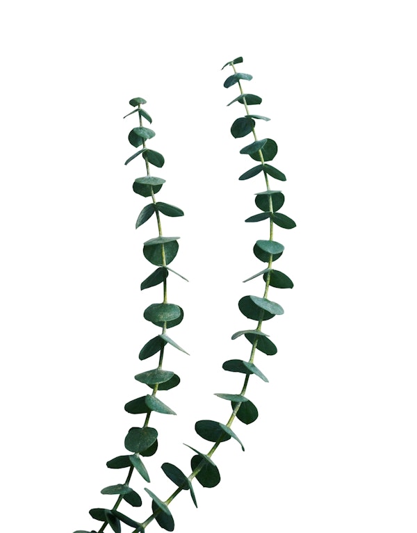 Minimal Eucalyptus Delight 1