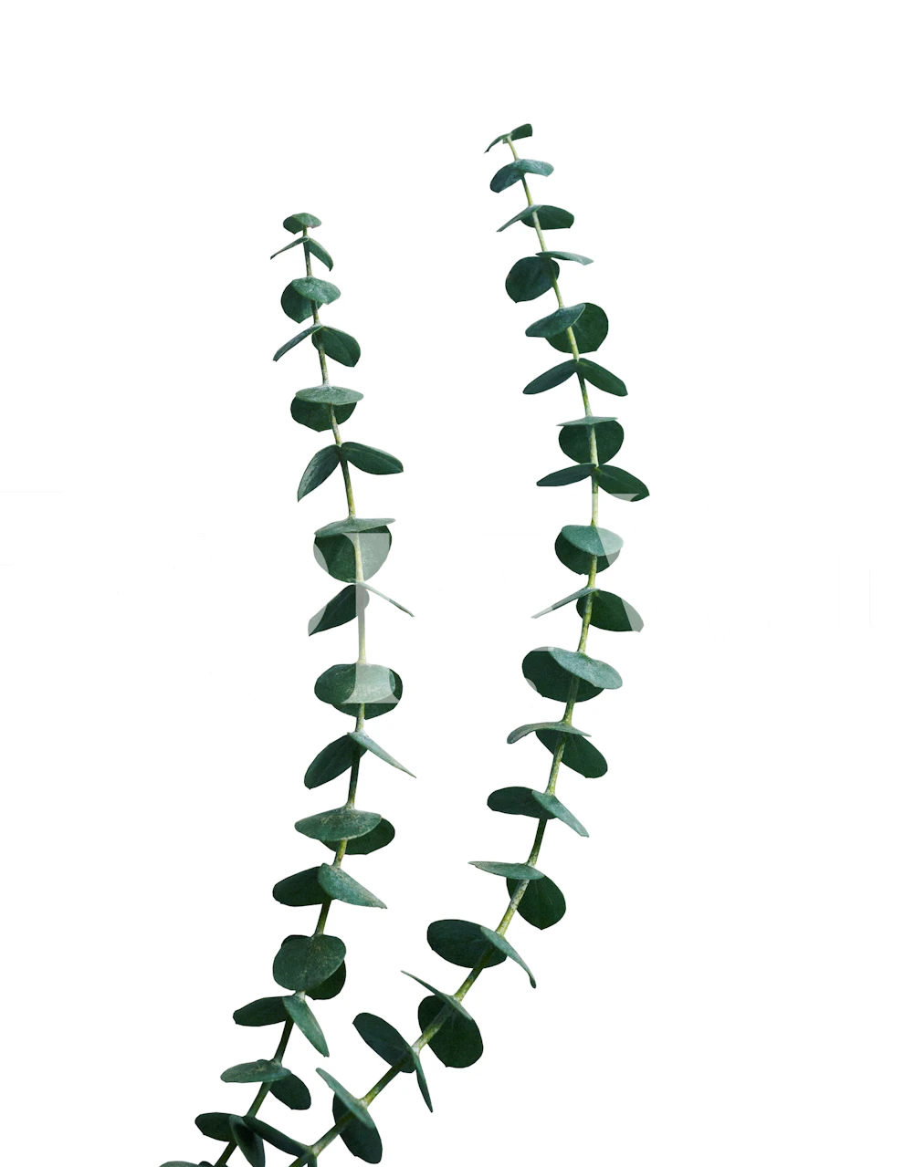 Papier peint Eucalyptus présenté dans une pièce