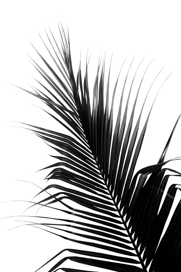 Palm Leaf Delight 1