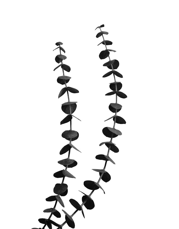 Minimal Eucalyptus Delight 2