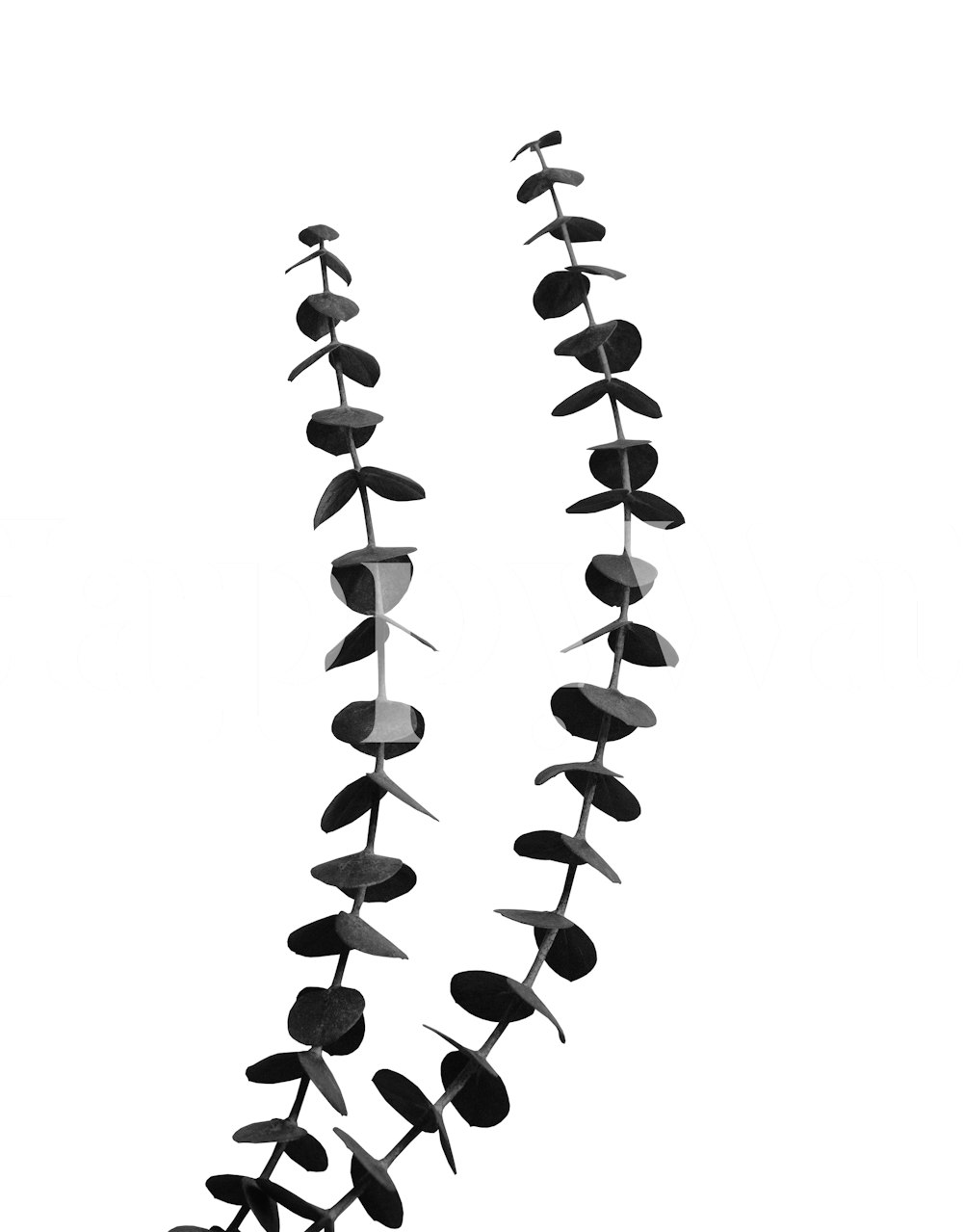 Minimal Eucalyptus Delight 2 carta da parati in una stanza