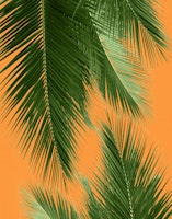 Palm Leaves Vibes 3a tapeta