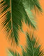 Palm Leaves Vibes 3a