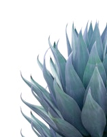 Minimal Agave 2 tapete
