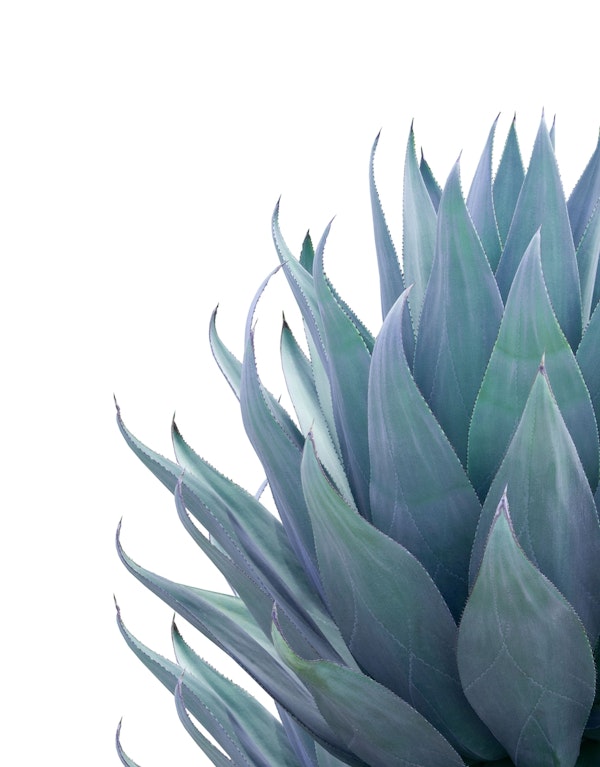 Minimal Agave 2