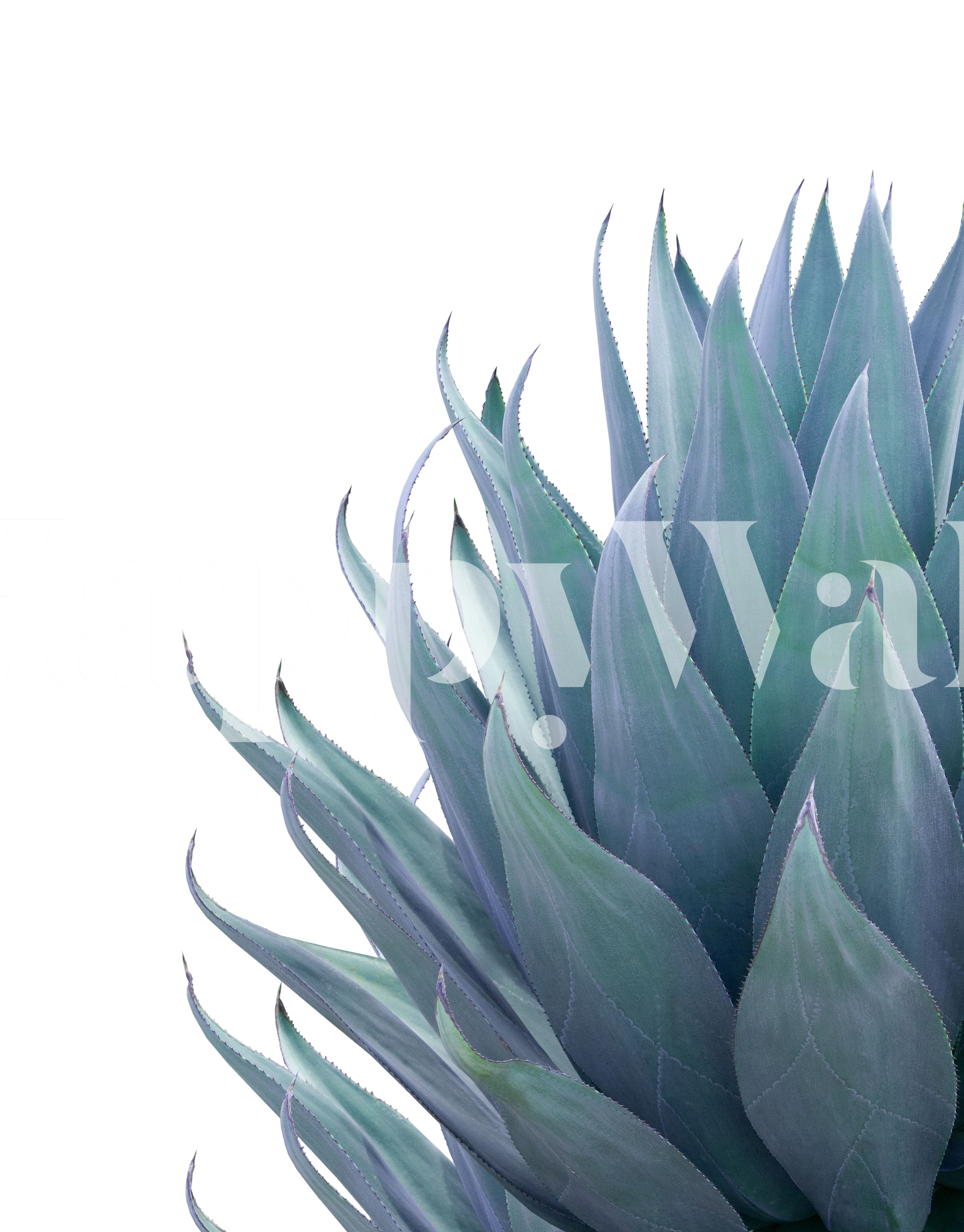 Minimal Agave 2 Wallpaper | Happywall