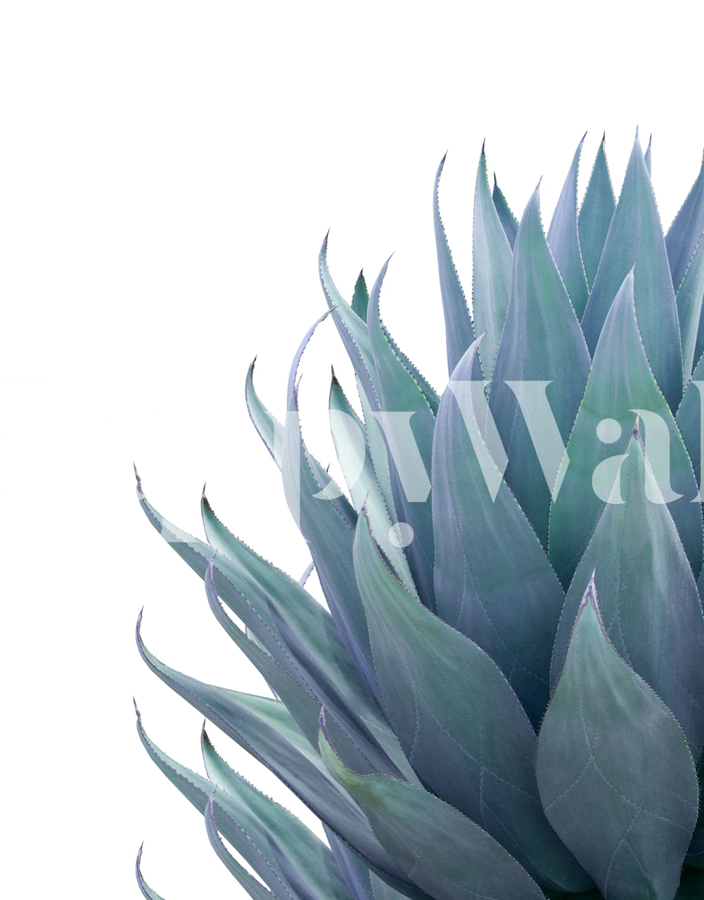 Fotomural vinílico minimalista de plantas de agave com tons de azul esverdeado