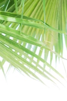 Fan Palm Leaves Dream 1 papiers peint