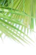Fan Palm Leaves Dream 1