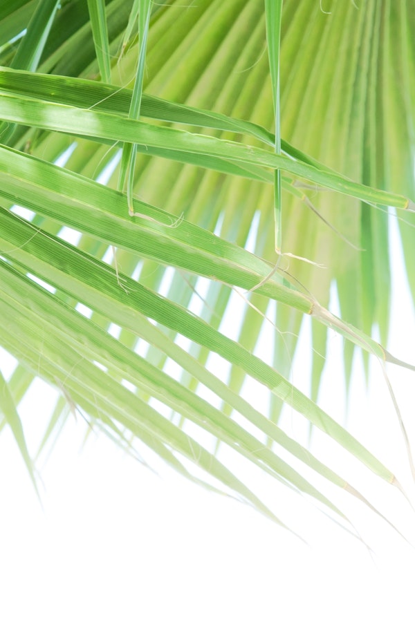Fan Palm Leaves Dream 1