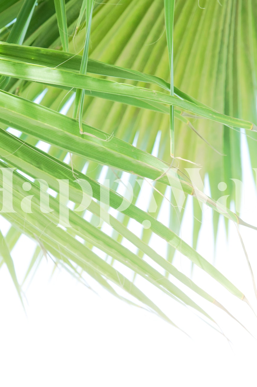 Tropical palm leaves in vibrant green tones wallpaper